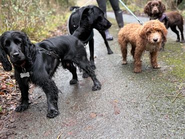 Cocker spaniel, labrador, cockapoo, and cocker spaniel on a dog walk