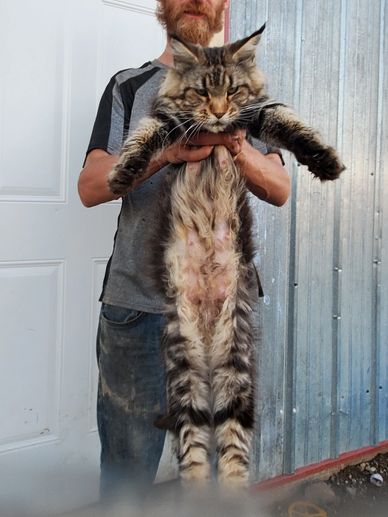 Giant cats available in north dakota. Maine coon kitten