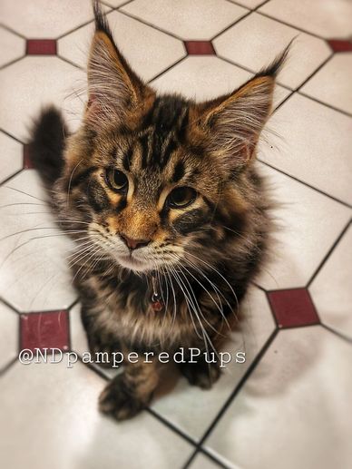 Big mainecoon kitten 6 months old