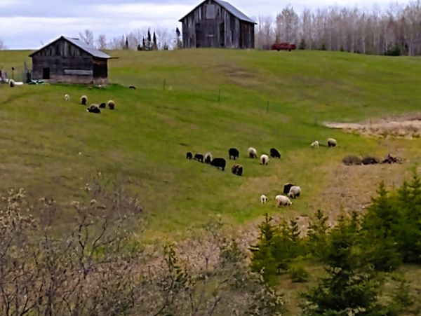 Our barns and part of the flock on pasture