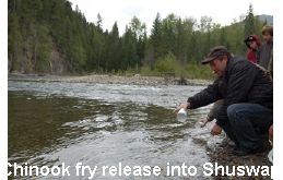 Society Director releases fry into river