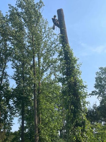 Tree service, tree removal, tree services, tree trimming tree cutting in philadelphia