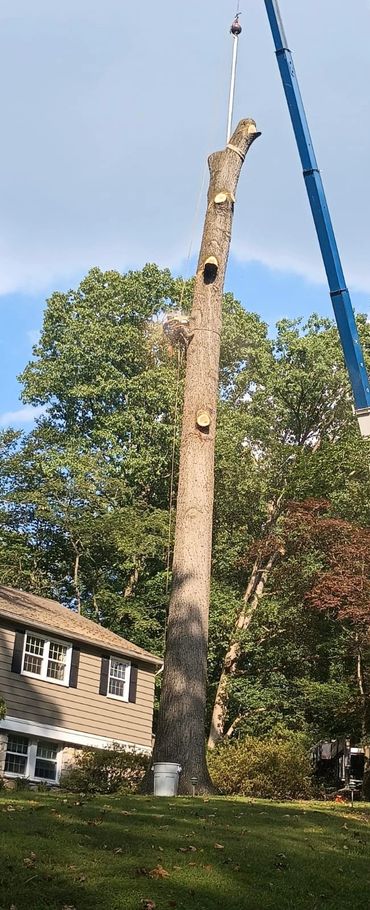 Tree service, tree removal, tree services, tree trimming tree cutting in philadelphia