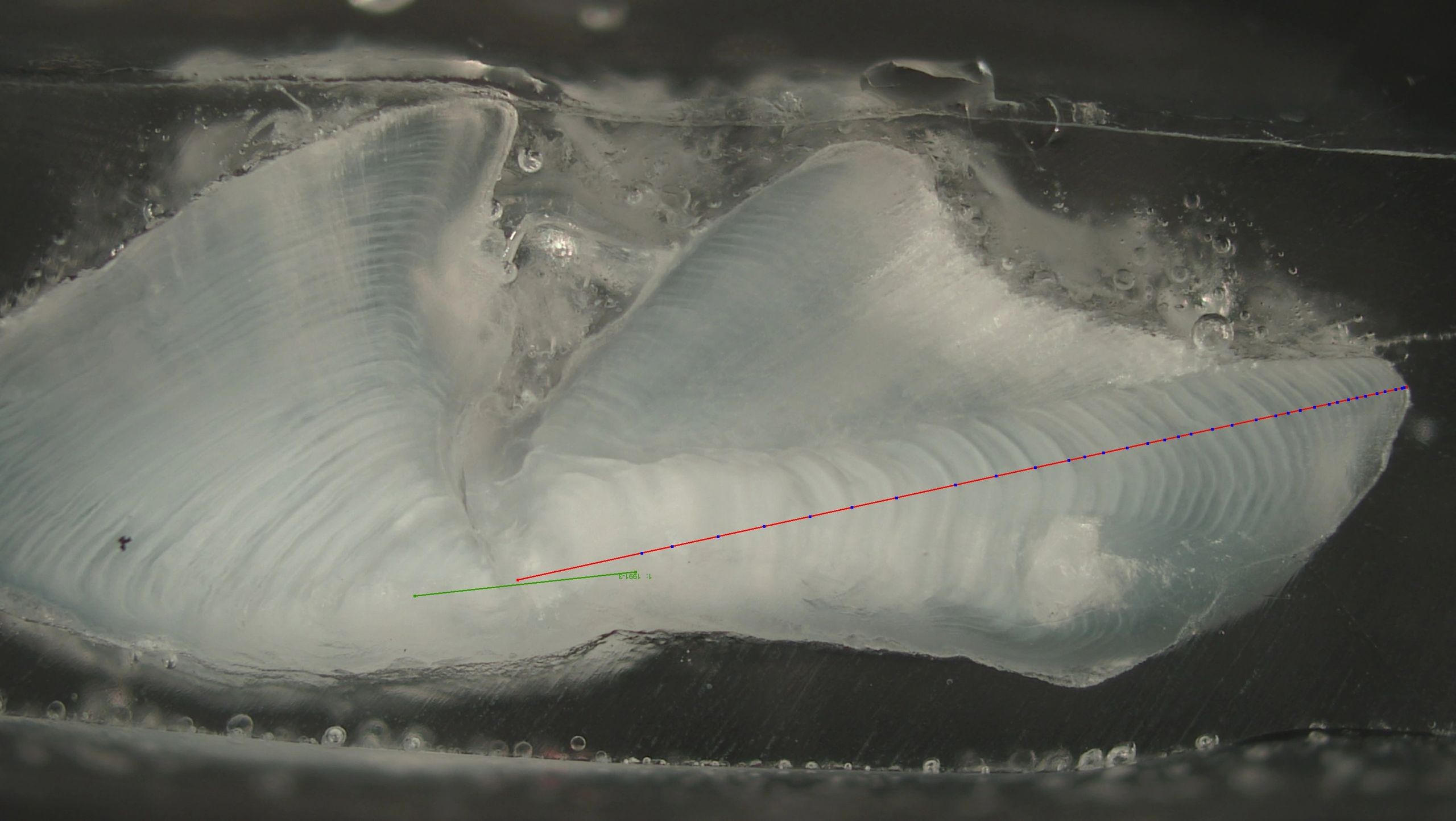Lake Trout Otolith