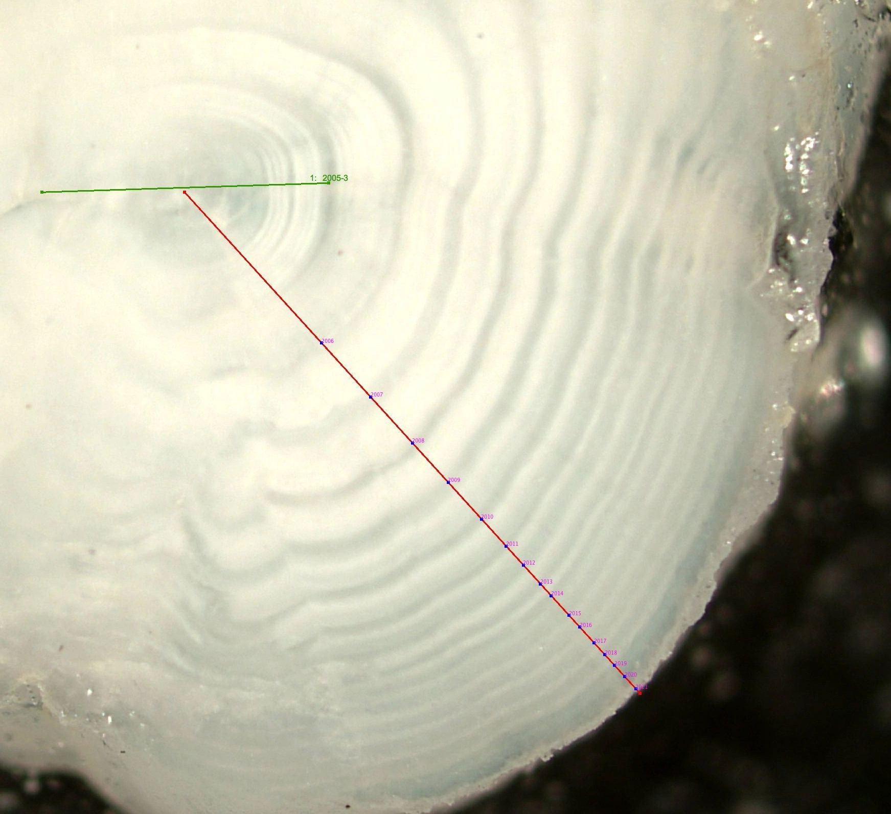 Arctic Char Otolith Whole Polish