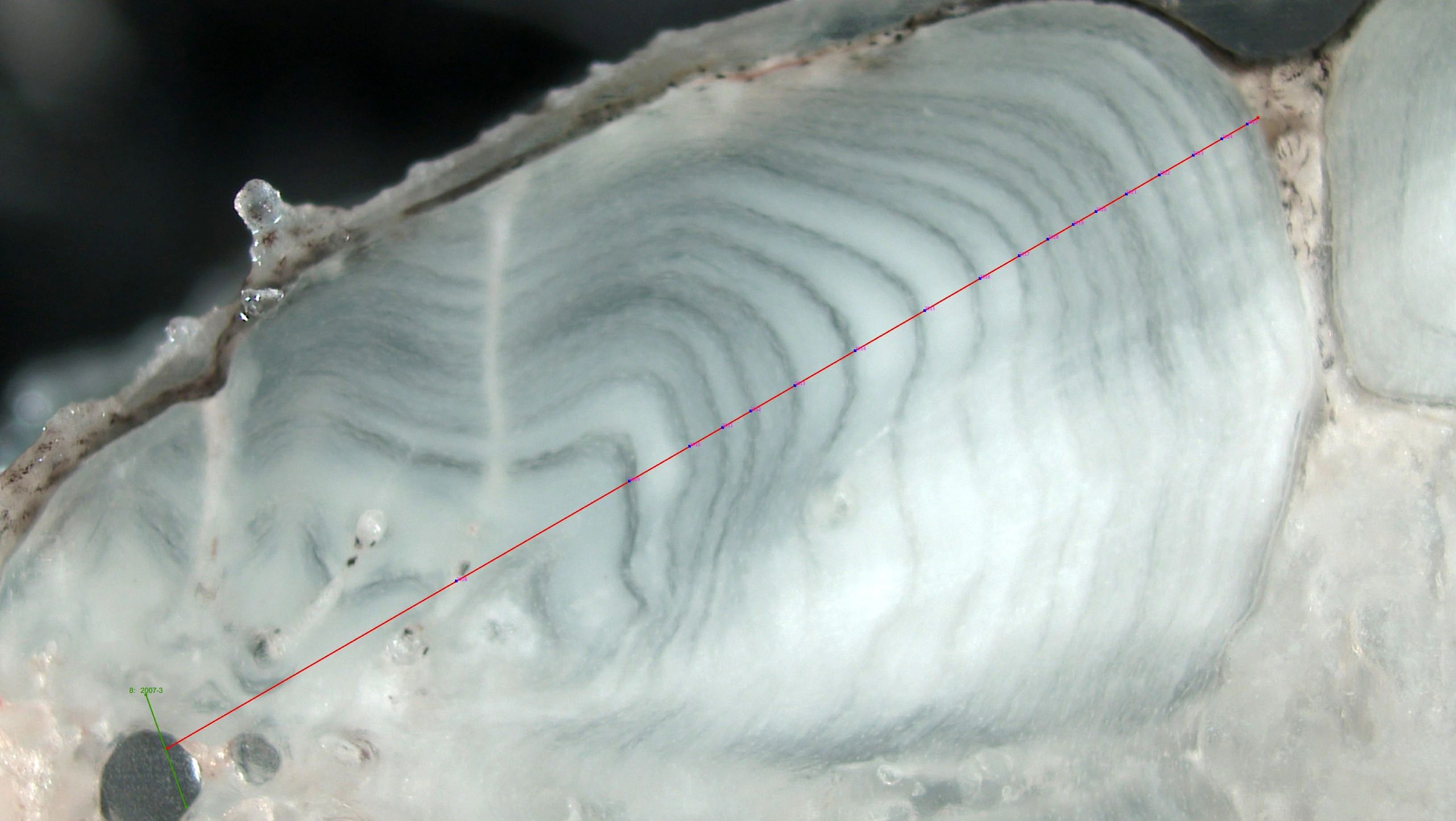 Lake Sturgeon Fin Ray
