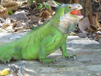 This is a special iguana from the island of Saint Eustatius in the Dutch caribbean