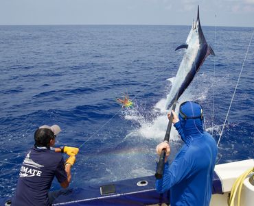 Tag and release, black marlin jumps at boat, 