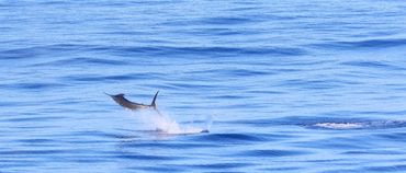 Moorea sport fishing small blue marlin jumps in slick conditions