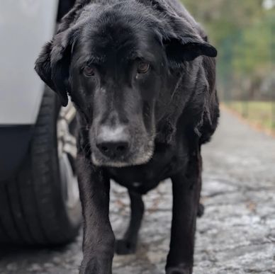 Black dog walking on a gravel path.