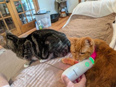 Orange cat being groomed with a pet brush, tabby cat nearby.