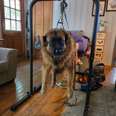 Large dog suspended in indoor harness.