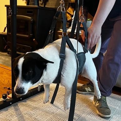 Dog supported by a harness with a person assisting.