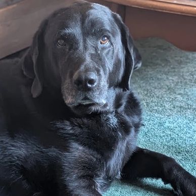 Spike is a wonderful dog that I provide red laser and physical therapy support to. He has been throu
