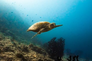 A sea turtle swimming gracefully underwater near coral reefs.