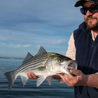 Striped Bass Norwalk Islands caught on the Fly