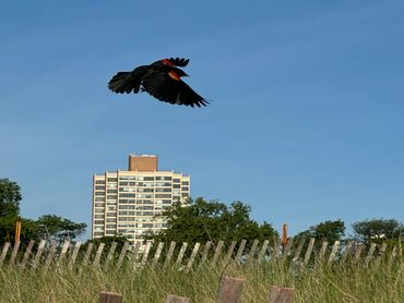 Photography: Georgea Costa Netto @georgeanlart Chicago
