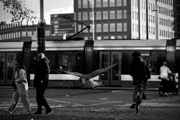B&W Photography: Georgea Costa Netto @georgeanlart Amsterdam