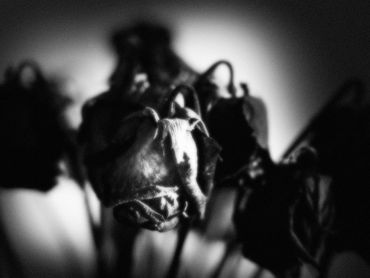 Untitled No. 11 (Roses Mortes), 2023
©Artist Robert Perez™