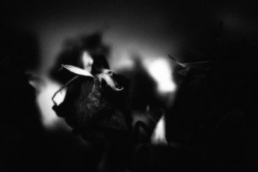 Untitled No. 12 (Roses Mortes), 2023
©Artist Robert Perez™