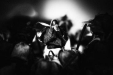 Untitled No. 14 (Roses Mortes), 2023
©Artist Robert Perez™