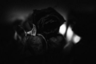 Untitled No. 15 (Roses Mortes), 2023
©Artist Robert Perez™