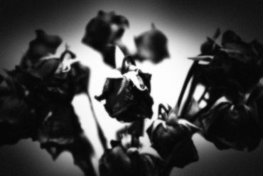 Untitled No. 02 (Roses Mortes), 2023
©Artist Robert Perez™