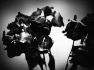 Untitled No. 04 (Roses Mortes), 2023
©Artist Robert Perez™