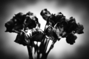 Untitled No. 05 (Roses Mortes), 2023
©Artist Robert Perez™