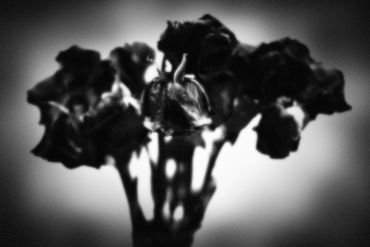 Untitled No. 05 (Roses Mortes), 2023
©Artist Robert Perez™