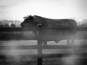 "Untitled (or inedible meat, it was a good day)", 2020
Copyright © 2020 Artist Robert Perez™