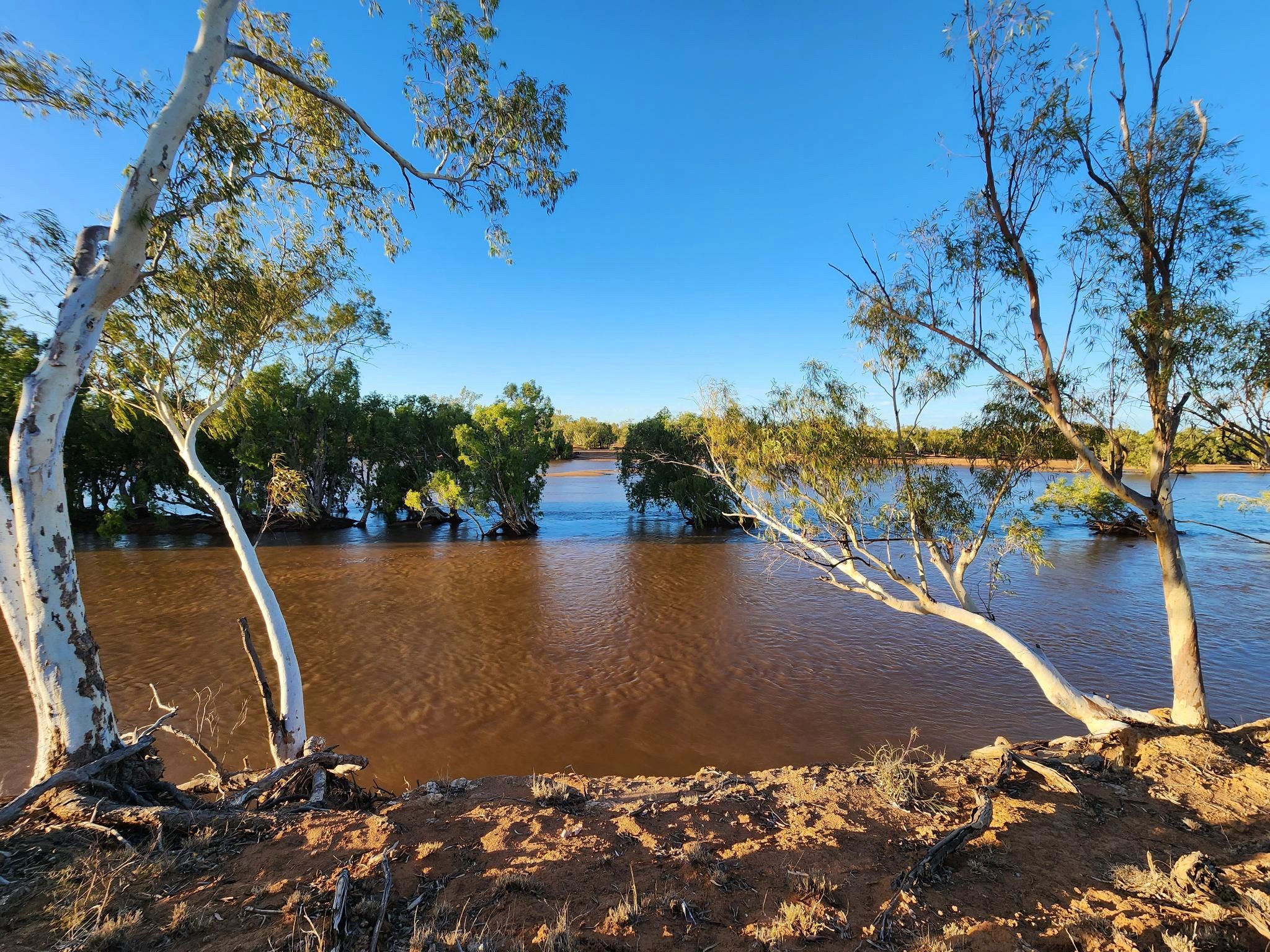 River with muddy water surrounded by green trees and clear blue sky.