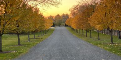 Tree Lined Road Suggesting A Beautiful Parenting Experience