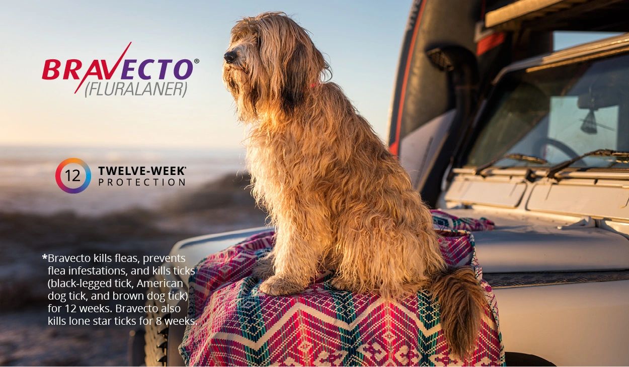 Shots for Pets in San Diego Shots For Pets Shots For Pets