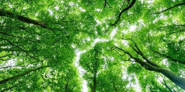 Trees at Badbury Clump