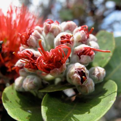 Close-up of unique red flowers with fuzzy buds and green leaves.