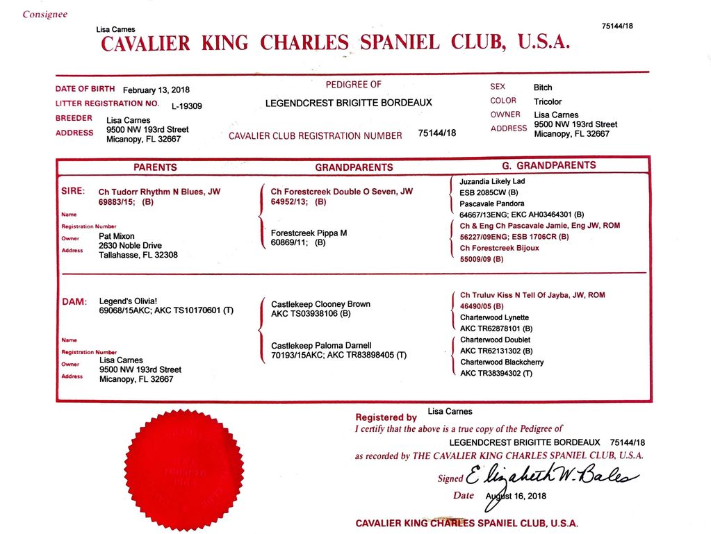 Cavalier King Charles Spaniel Club of USA Official Pedigree for Legendcrest Brigitte Bordeaux
