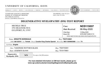 Genetic Test Results for DM (Degenerative Myelopathy) from UC Davis.  Brigitte is rated A.