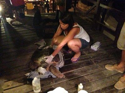 Maya helping the vet taking care of an injured sea turtle in Athen's Archelon rescue center