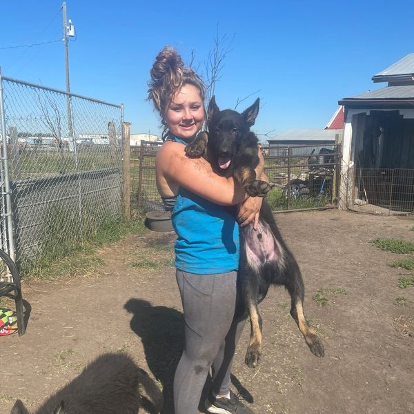 small animal veterinarian internships