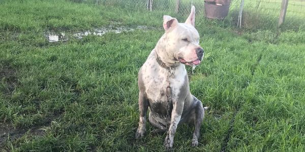 DK9S Canine Rehabilitation and Custom Training