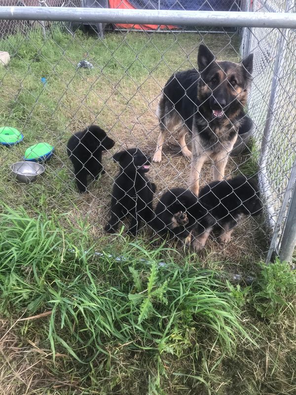 Long coat working line German Shepherds