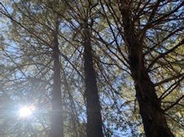 Timber management and protected wildlife