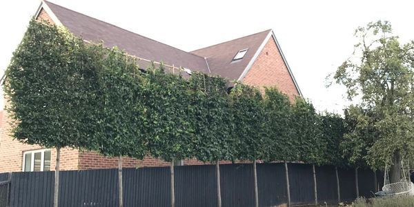 Neatly trimmed trees line a backyard pool beside a brick house and black fence.