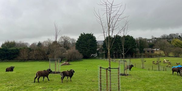 Brown sheep grazing on a green field with young trees and a cloudy sky.