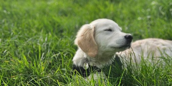 A golden retriever puppy, lying on long  green grass and looking blissfully happy