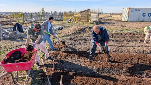 People working together in a garden, shoveling soil.