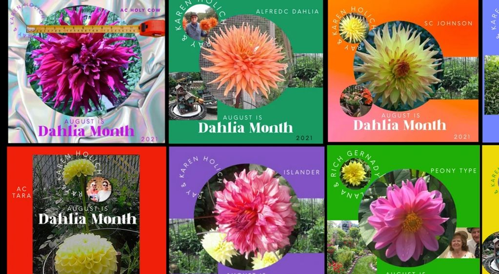 August Dahlia month photos on our Facebook and web pages 