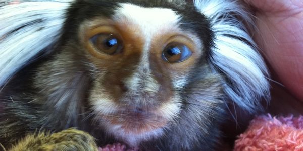 Boo Boo, white tufted marmoset