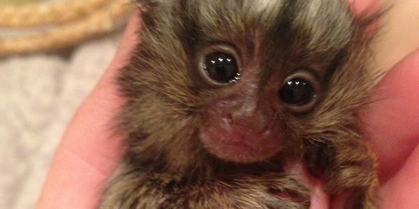 baby marmoset aka finger monkey